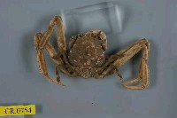 藏品(日本平家蟹)的圖片